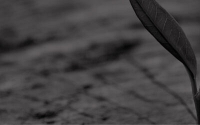 The Forgotten Ones “The Three Overlooked Areas of a Project”